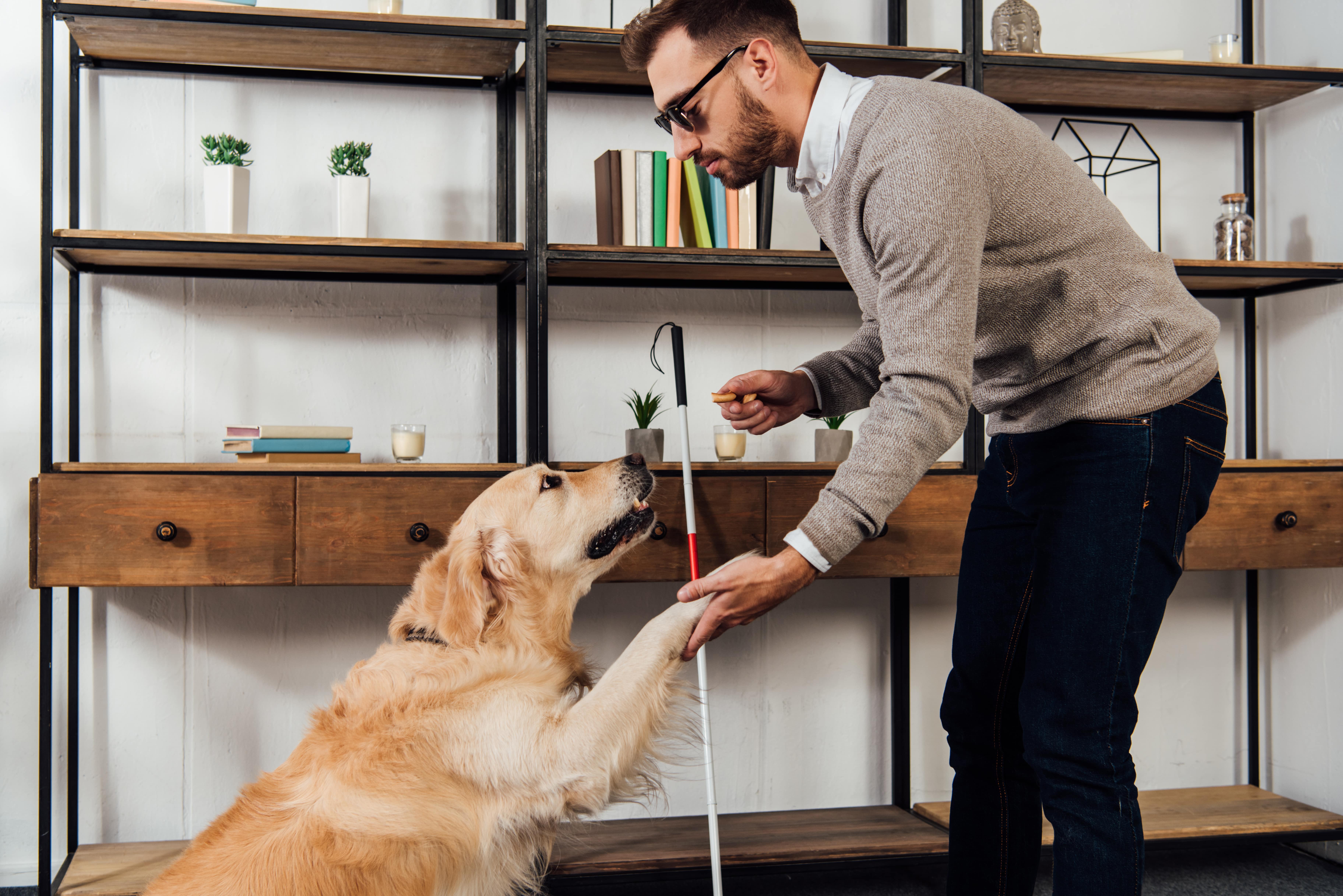 Service Animals